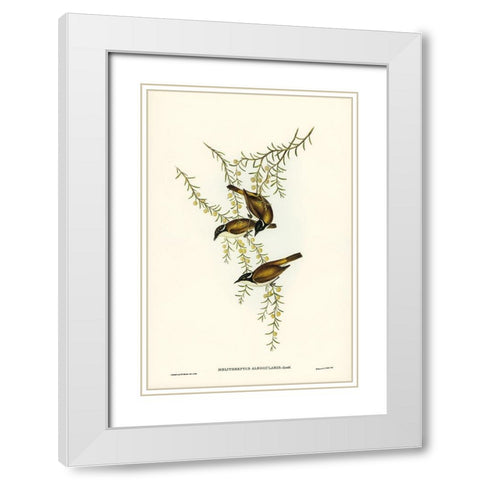 White-throated Honey-eater-Melithreptus albogularis White Modern Wood Framed Art Print with Double Matting by Gould, John