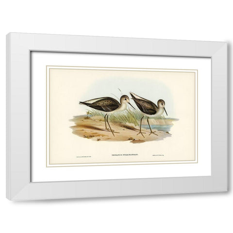 Marsh Sandpiper-Totanus stagnatilis White Modern Wood Framed Art Print with Double Matting by Gould, John