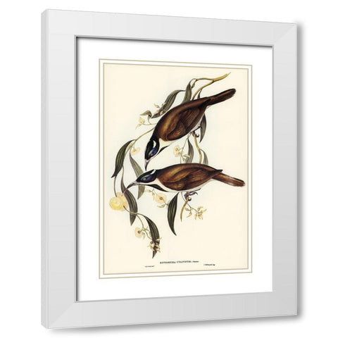 Blue-faced Entomyza-Entomyza cyanotis White Modern Wood Framed Art Print with Double Matting by Gould, John
