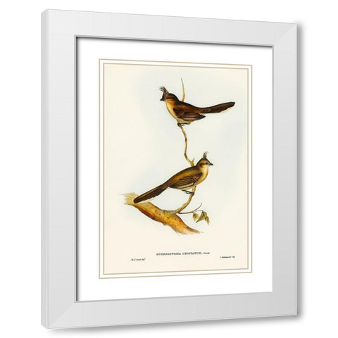 Crested Wedge-bill-Sphenostoma cristata White Modern Wood Framed Art Print with Double Matting by Gould, John