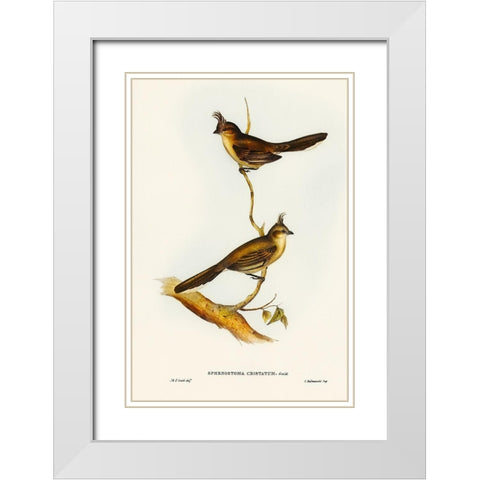 Crested Wedge-bill-Sphenostoma cristata White Modern Wood Framed Art Print with Double Matting by Gould, John