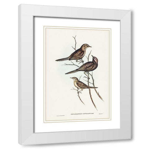 Black-breasted Songlark-Cincloramphus cantillans White Modern Wood Framed Art Print with Double Matting by Gould, John
