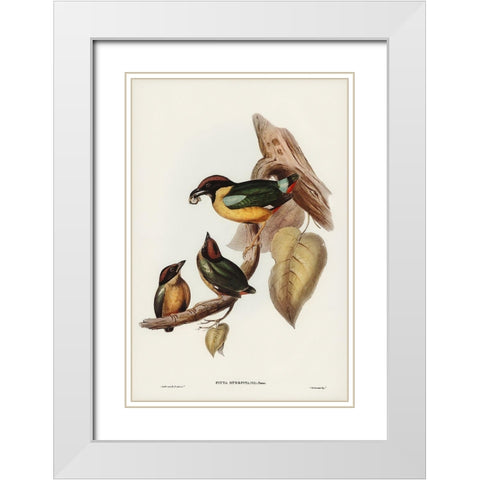 Noisy Pitta-Pitta strepitans White Modern Wood Framed Art Print with Double Matting by Gould, John