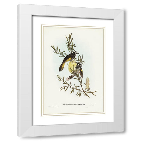 New Holland Honey-eater White Modern Wood Framed Art Print with Double Matting by Gould, John