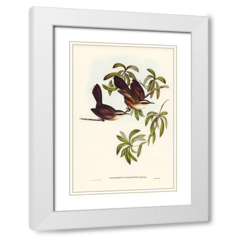 White-eyebrowed Pomatorhinus-Pomatorhinus superciliosus White Modern Wood Framed Art Print with Double Matting by Gould, John
