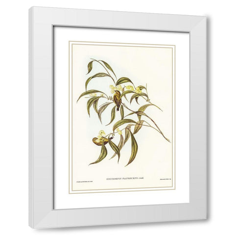 Yellow Weebill-Smicrornis flavescens White Modern Wood Framed Art Print with Double Matting by Gould, John