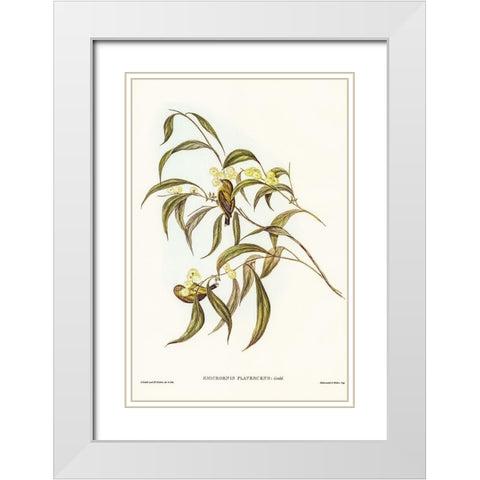 Yellow Weebill-Smicrornis flavescens White Modern Wood Framed Art Print with Double Matting by Gould, John