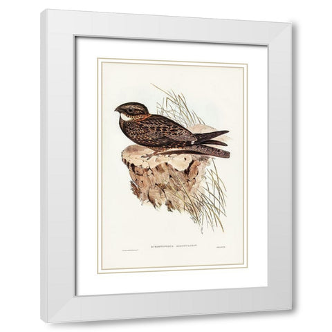 White-throated Goat-sucker-Eurostopodus albogularis White Modern Wood Framed Art Print with Double Matting by Gould, John