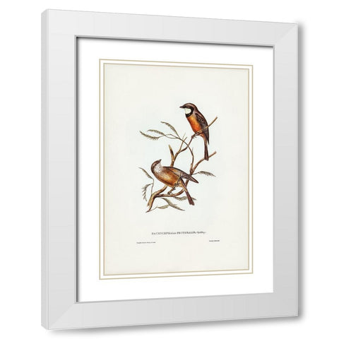 Banded Thickhead-Pachycephala pectoralis White Modern Wood Framed Art Print with Double Matting by Gould, John