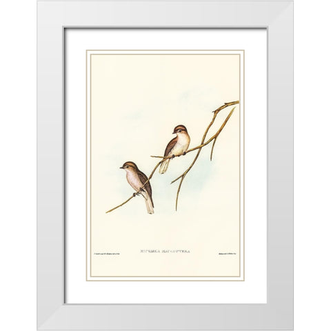 Great-winged Flycatcher-Microeca macroptera White Modern Wood Framed Art Print with Double Matting by Gould, John