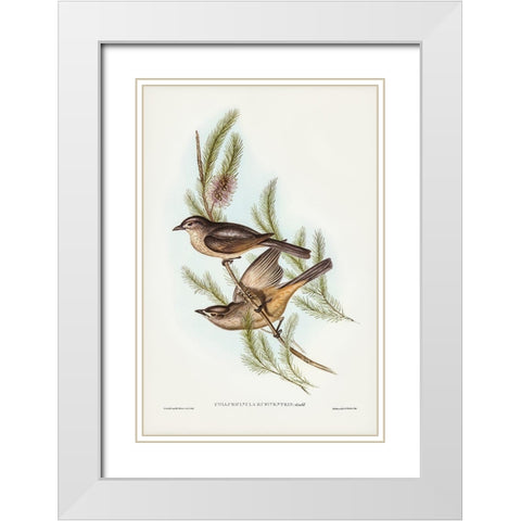 Buff-bellied shrike-thrush-Colluricincla rufiventris White Modern Wood Framed Art Print with Double Matting by Gould, John