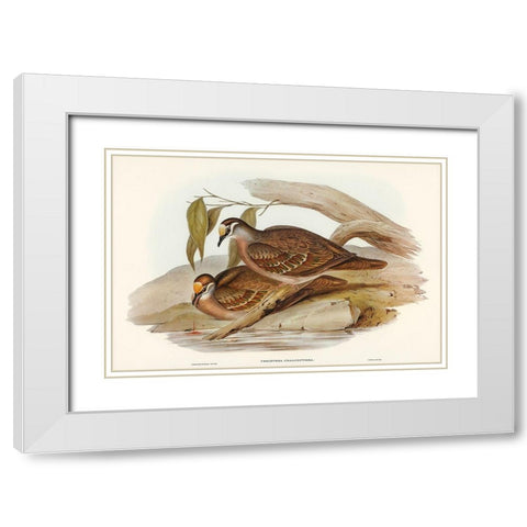 Bronze-winged Pigeon-Peristera chalcoptera White Modern Wood Framed Art Print with Double Matting by Gould, John