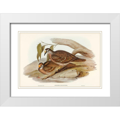 Bronze-winged Pigeon-Peristera chalcoptera White Modern Wood Framed Art Print with Double Matting by Gould, John