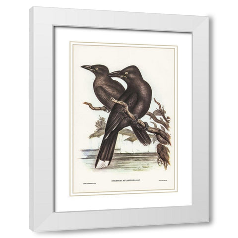 Sooty Crow-Shrike-Strepera fuliginose White Modern Wood Framed Art Print with Double Matting by Gould, John