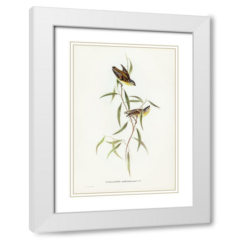 Allied Pardalote-Pardalotus affines White Modern Wood Framed Art Print with Double Matting by Gould, John