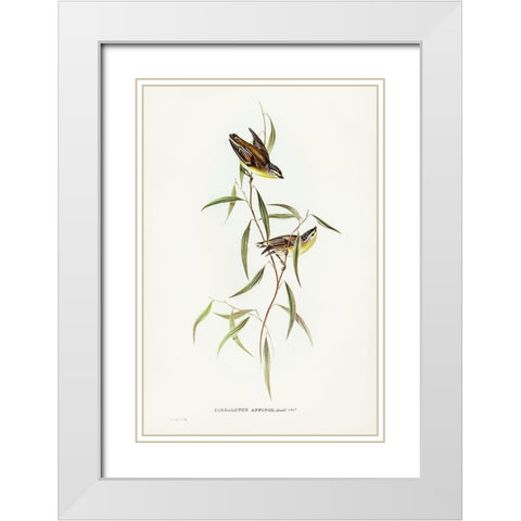 Allied Pardalote-Pardalotus affines White Modern Wood Framed Art Print with Double Matting by Gould, John