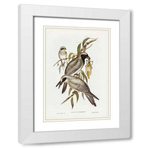 Black-faced cuckooshrike-Graucalus melanops White Modern Wood Framed Art Print with Double Matting by Gould, John
