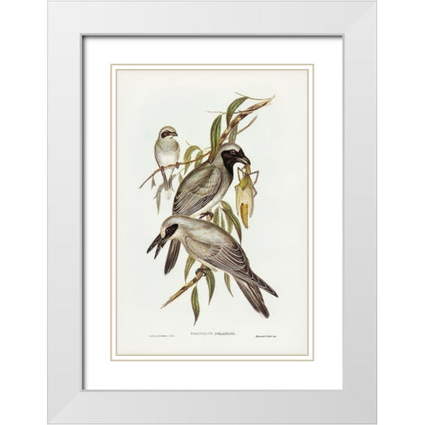 Black-faced cuckooshrike-Graucalus melanops White Modern Wood Framed Art Print with Double Matting by Gould, John