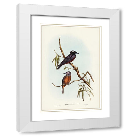 White-eyebrowed Wood Swallow-Artamus supercilious White Modern Wood Framed Art Print with Double Matting by Gould, John