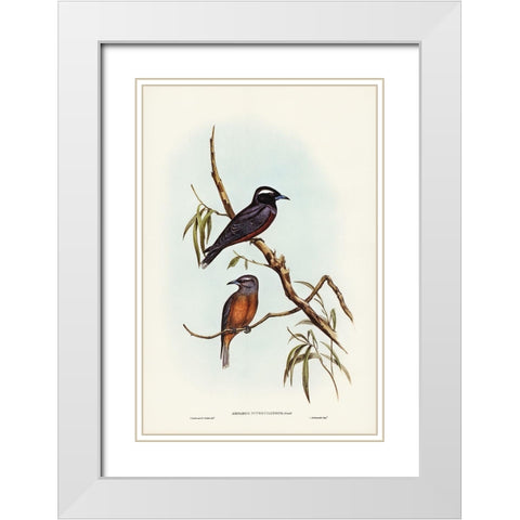 White-eyebrowed Wood Swallow-Artamus supercilious White Modern Wood Framed Art Print with Double Matting by Gould, John