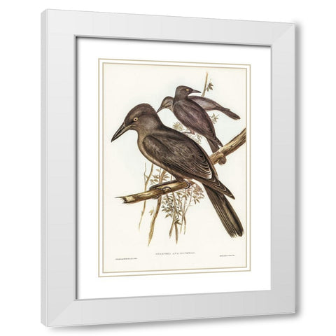 Grey Crow-Shrike-Strepera Anaphonensis White Modern Wood Framed Art Print with Double Matting by Gould, John