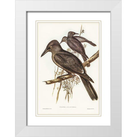 Grey Crow-Shrike-Strepera Anaphonensis White Modern Wood Framed Art Print with Double Matting by Gould, John