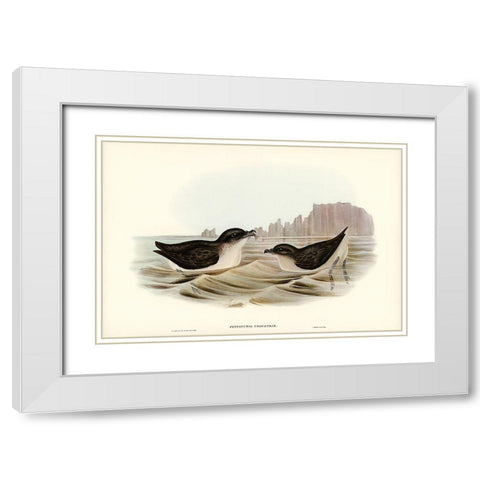 Diving Petrel-Puffinuria Urinatrix White Modern Wood Framed Art Print with Double Matting by Gould, John