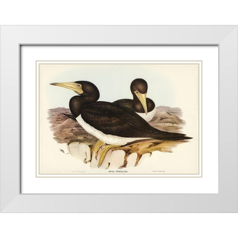 Brown Gannet-Sula fusca White Modern Wood Framed Art Print with Double Matting by Gould, John