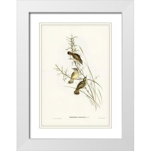 Spotted Sericornis-Sericornis maculatus White Modern Wood Framed Art Print with Double Matting by Gould, John