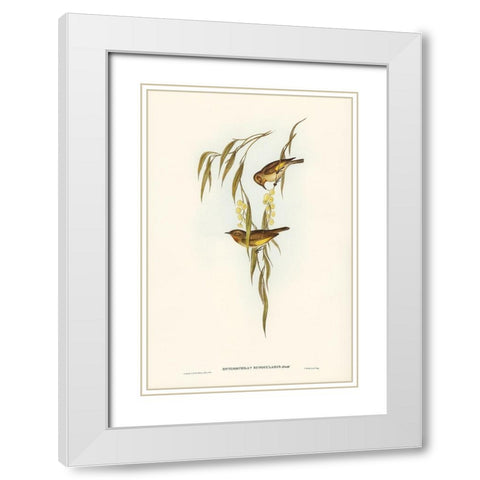 Red-throated Honey-eater-Entomophila rufogularis White Modern Wood Framed Art Print with Double Matting by Gould, John