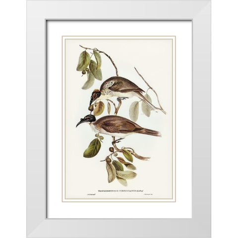 Friar Bird-Tropidorhynchus corniculatus White Modern Wood Framed Art Print with Double Matting by Gould, John