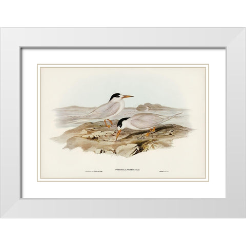 Australian Little Tern-Sternula Nereis White Modern Wood Framed Art Print with Double Matting by Gould, John