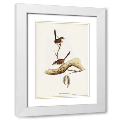 Striated Wren-Amytis striatus White Modern Wood Framed Art Print with Double Matting by Gould, John