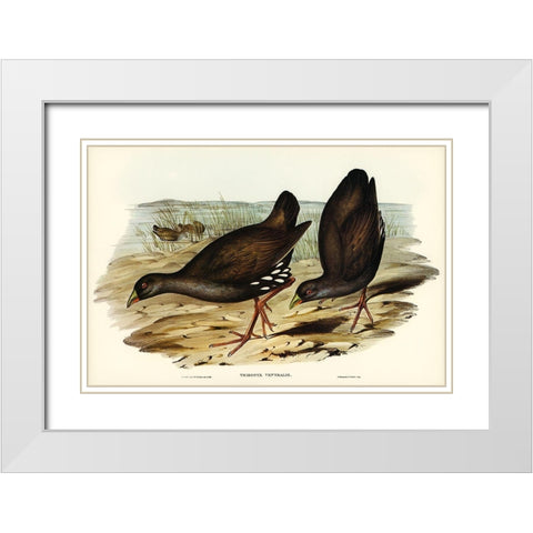 Black-tailed Tribonyx-Tribonyx ventralis White Modern Wood Framed Art Print with Double Matting by Gould, John