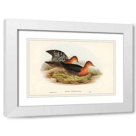 Red-necked Rail-Rallina tricolor White Modern Wood Framed Art Print with Double Matting by Gould, John