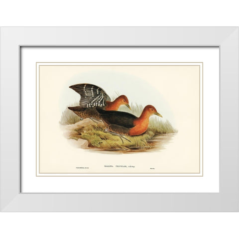 Red-necked Rail-Rallina tricolor White Modern Wood Framed Art Print with Double Matting by Gould, John
