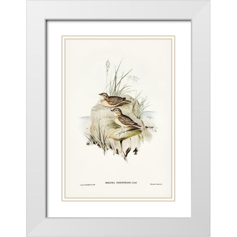 Horsfield’s Mirafra-Mirafra Horsfieldii White Modern Wood Framed Art Print with Double Matting by Gould, John