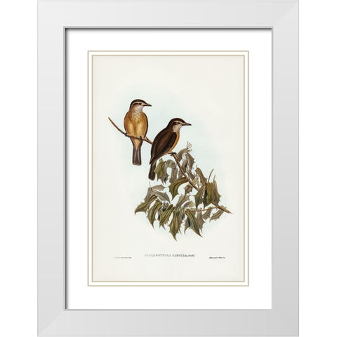 Little Colluricincla-Colluricincla parvula White Modern Wood Framed Art Print with Double Matting by Gould, John