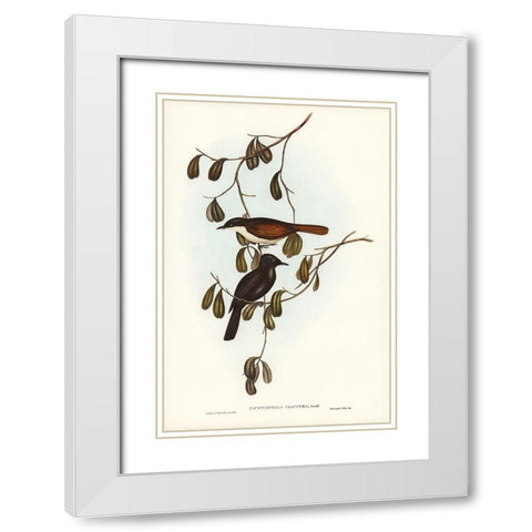 Grey-tailed Pachycephala-Pachycephala glaucura White Modern Wood Framed Art Print with Double Matting by Gould, John