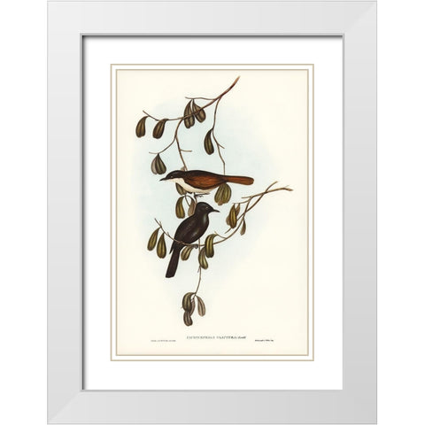 Grey-tailed Pachycephala-Pachycephala glaucura White Modern Wood Framed Art Print with Double Matting by Gould, John
