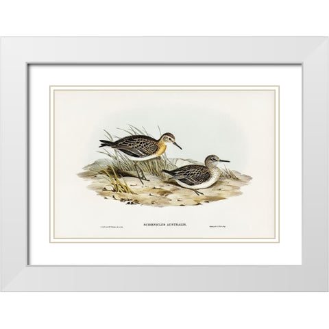 Australian Tringa-Schoeniclus Australis White Modern Wood Framed Art Print with Double Matting by Gould, John