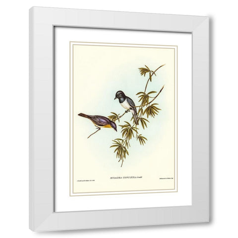 Pretty Flycatcher-Myiagra concinna White Modern Wood Framed Art Print with Double Matting by Gould, John