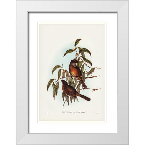 Olivaceous Pachycephala-Pachycephala olivacea White Modern Wood Framed Art Print with Double Matting by Gould, John
