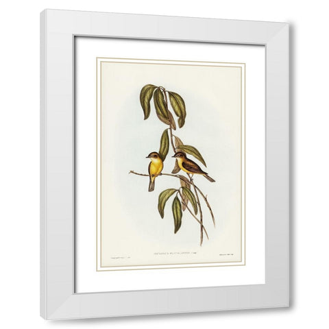Yellow-bellied flycatcher-Microeca flavigaster White Modern Wood Framed Art Print with Double Matting by Gould, John