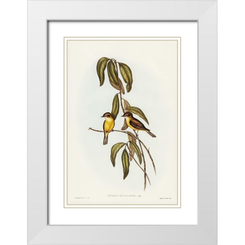 Yellow-bellied flycatcher-Microeca flavigaster White Modern Wood Framed Art Print with Double Matting by Gould, John