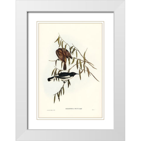 Pied Honey-eater-Melicophila picata White Modern Wood Framed Art Print with Double Matting by Gould, John