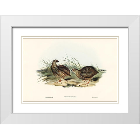 Sombre Partridge-Synoicus sordidus White Modern Wood Framed Art Print with Double Matting by Gould, John