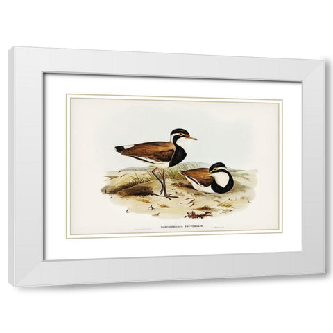 Black-breasted Pewit-Sarciophorus pectoralis White Modern Wood Framed Art Print with Double Matting by Gould, John