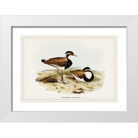 Black-breasted Pewit-Sarciophorus pectoralis White Modern Wood Framed Art Print with Double Matting by Gould, John