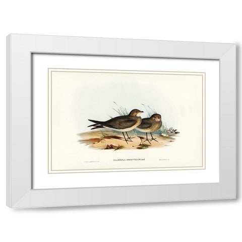 Oriental Pratincole-Glareola Orientalis White Modern Wood Framed Art Print with Double Matting by Gould, John